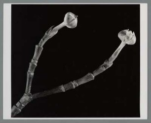 Blüten-Hartriegel, Knospe (Cornus florida)