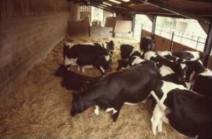 Fotografie: Stallsystem, Milchviehhaltung, Tieflaufstall