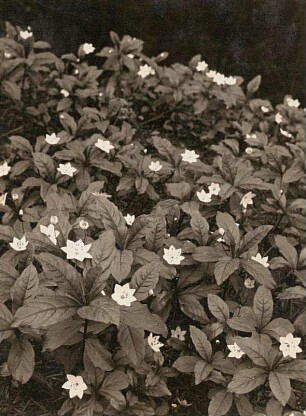 Siebenstern (Trientalis europaea)