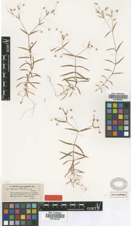 Stellaria cilicica Boiss. & Bal. [type]
