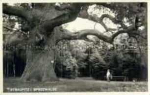 Alte Eiche im Spreewald