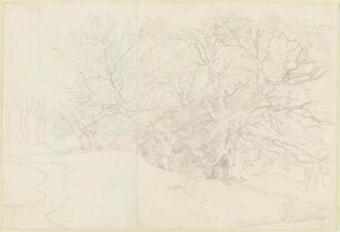 Waldinneres mit kahlen Bäumen (Weiden und Eichen)