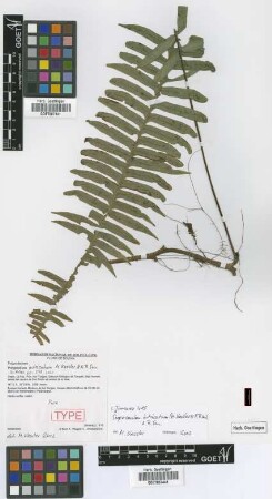 Polypodium intricatum M.Kessler & A.R.Sm. [paratype]
