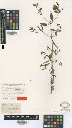 Isocarpha atripliciolia (L.) R.Br. ex DC. var. wrightii Griseb.[lectotype]