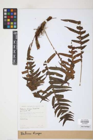 Blechnum divergens (Kunze) Mett.