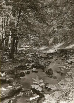 Rabenauer Grund, Tal der Roten Weißeritz zwischen Coßmanndorf und Rabenau. Blick flussabwärts