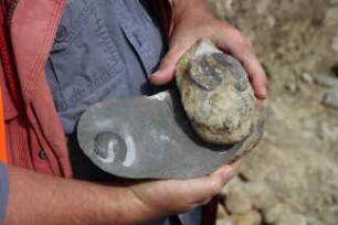 Fossilienfunde an der Baustelle des Erweiterungsbaus des Kreishauses Heidkamp