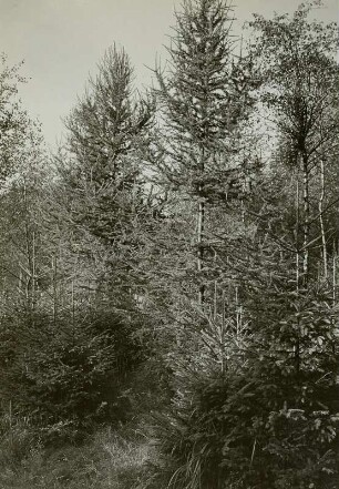 Forstwirtschaft im Erzgebirge. Zöblitz. Gleichaltrige Fichten-, Lärchen-, Birkenkultur. Saat auf Kahlfläche. Die Fichte wurde zurückgehalten, um die Lärche vorwüchsig werden zu lassen.