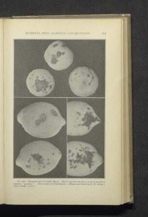 Fig. 163. - Bacterial spot of South Africa...