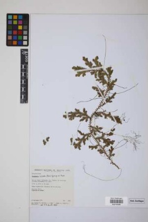 Selaginella sulcata (Desv.) Spring ex Mart.