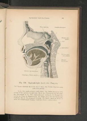 Fig. 170. Sagittalschnitt durch den Pharynx.
