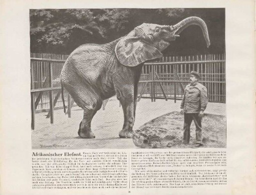 Afrikanischer Elefant