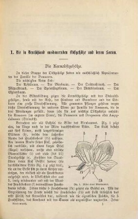 Handbuch des Obstbaues auf wissenschaftlicher und praktischer Grundlage