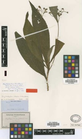Rhytidophyllum tomentosum Mart. var. Urb. nudum[type]