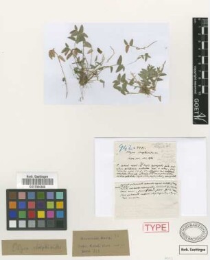 Olyra strephioides Griseb. [holotype]
