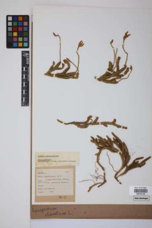 Lycopodium clavatum clavatum L.