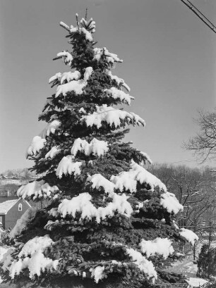 Vereinigte Staaten, veschneiter Nadelbaum