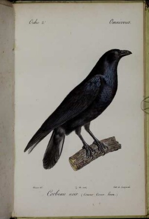 Corbeau ... - Corneille ... - Freux