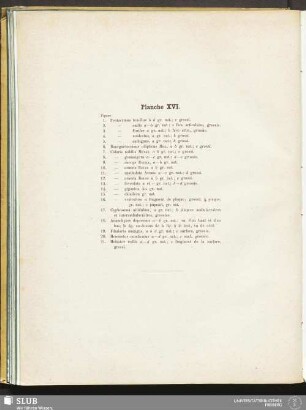 Planche XVI