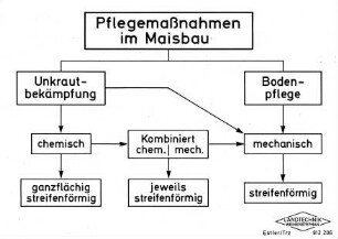 Plegemaßnahmen im Maisbau