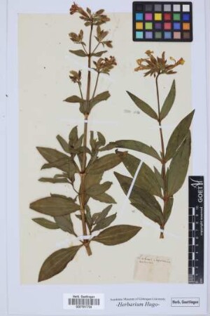 Lychnis