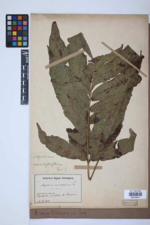 Aspidium martinicense Spreng.