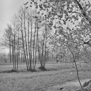 Landschaftsbild. Frühling im Spreewald. Blühende Wiesen. : Wobraz krajiny. Nalěćo w Błótach. Kćějate łuki.