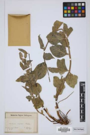 Vincetoxicum canescens canescens (Willd.) K. Schum.