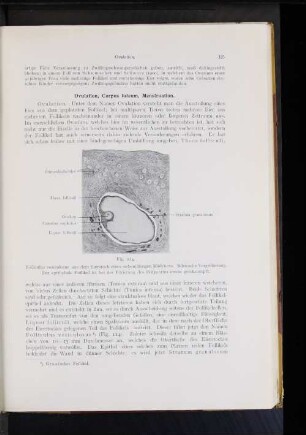 Ovulation, Corpus luteum, Menstruation.
