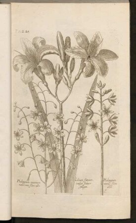 Tab. 20