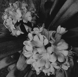 Archivfotografie "motive_botanik_blumen_on02"