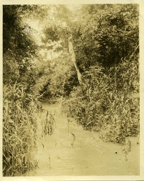 Canal on the Rio Mamoré