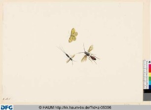Zwei Insekten und ein Schmetterling
