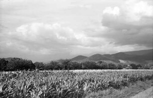 Heuweiler: Maisfeld und Kornfeld und Wolkenhimmel