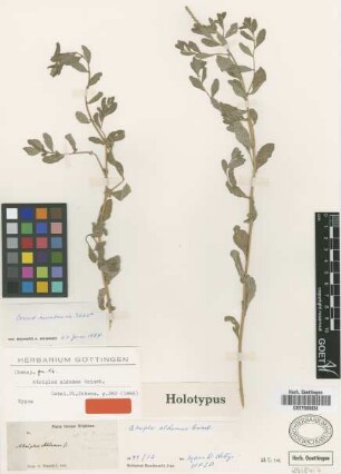 Atriplex aldamae Griseb. [holotype]