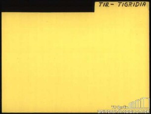 TIA.-TIGRIDIA