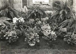 Alpenveilchen (Cyclamen L.) als Exponat der "Frühjahrsblumenschau", in der Stadthalle in Dresden