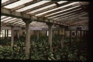 Fotografie: Gartenbautechnik-Gewächshaus, Bau, Bauart, Baustoffe