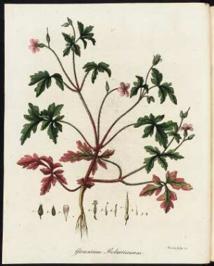 Geranium Robertianum (Stinkender Storchschnabel) : Geranium Robertianum (stinkender Storchschnabel) Tafel XLI aus: Dreves, Johann Friedrich Peter; Capieux, Johann Stephan [Ill.]: Botanisches Bilderbuch für die Jugend und Freunde der Pflanzenkunde. Band 2. Leipzig: Voss, 1795. Dresden: SLUB Botan.471-2