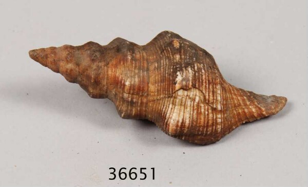 Shell