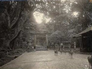 Zahme Rehe am Eingang zum Kasuga-Schrein in Nara : Weltreisen. Zahme Rehe am Eingang zum Kasuga-Taisha Schrein in Nara. Ansicht mit Torii und Steinlaternen