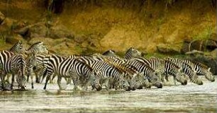 Serengeti