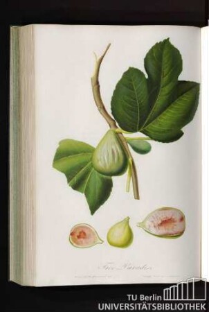 Fico Paradiso