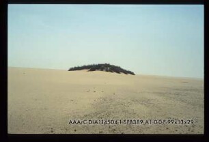 Arak Tree area