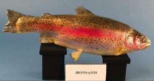 Regenbogenforelle