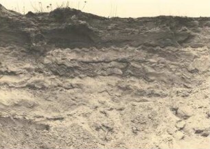 Dürrhennersdorf sw Löbau, Kiesgrube am Bahnhof. Wellenrippelstruktur im tonigen Formsand (Oligozän) unter braunem Geschiebelehm (Altpleistozän)
