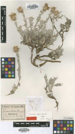 Centaurea parolinii DC.