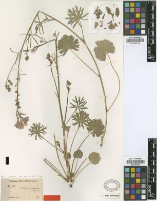Sidalcea neomexicana A.Gray [isotype]