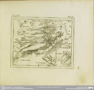 Fig. XVI