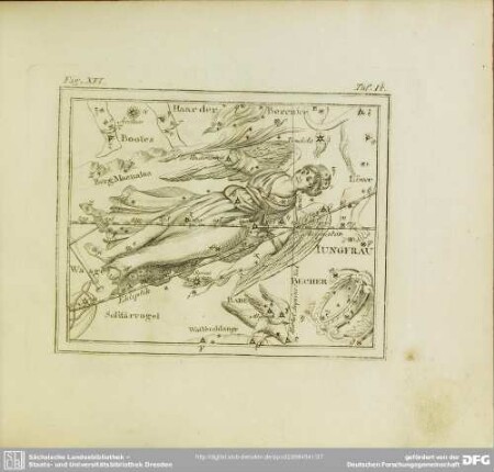 Fig. XVI